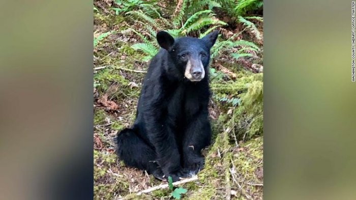 Era demasiado bueno con los humanos: Eutanasian a oso sano por ser cercano a turistas