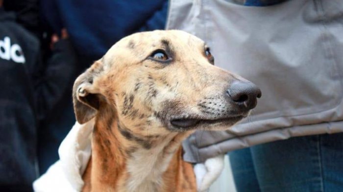 #DevuelvanAlSimon, la campaña para encontrar a perro galgo terapeuta que habría sido robado