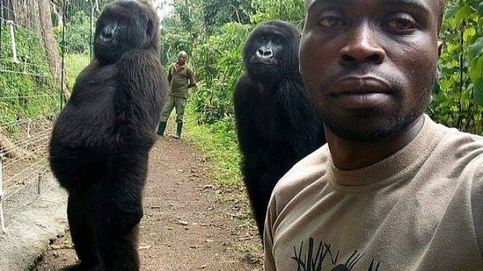 Las increíbles selfies de guardaparques del Congo con gorilas casi humanos