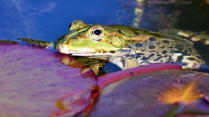 El síndrome de la rana hervida: ¿Por qué no actuamos con la urgencia que requiere el cambio climático?