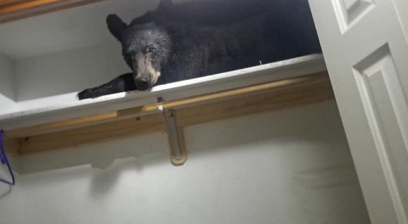 Oso negro irrumpió en un hogar, destrozó una habitación y se quedó dormido en un armario