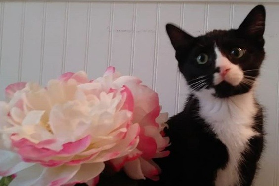 Gatito lucha por su vida tras quedar atrapado en lavadora: Resistió un ciclo de 35 minutos