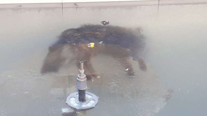Conmoción en Bolivia por perro que quedó congelado en una fuente de agua: Temperatura bajó hasta los -9°