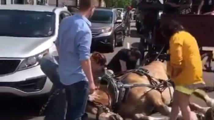 Un caballo se desmayó mientras empujaba un carruaje en medio de ola de calor