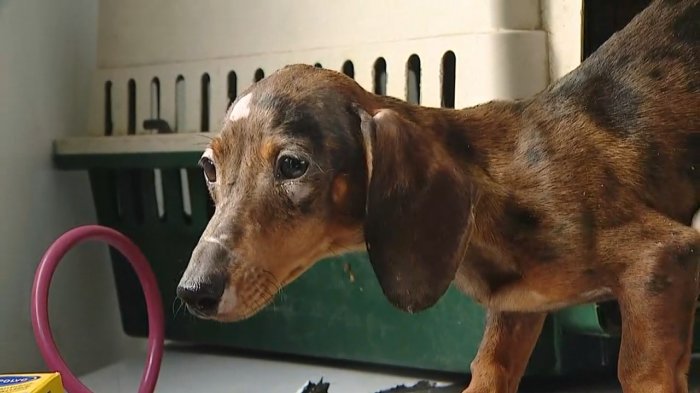 Estresados y desnutridos: Descubren criadero ilegal con más de 60 perros y gatos hacinados