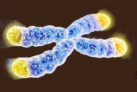 ¿Por qué los seres humanos vivimos 30 veces más que los ratones?