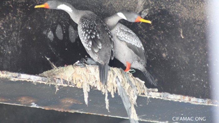 ONG detectó cerca de 200 nidos de aves creados con plásticos y desechos industriales en Mejillones