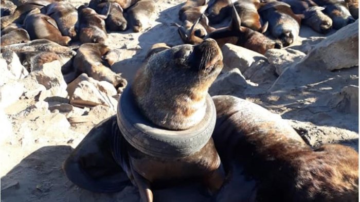 Impacto por imágenes que muestran a lobo marino con un neumático en su cuello