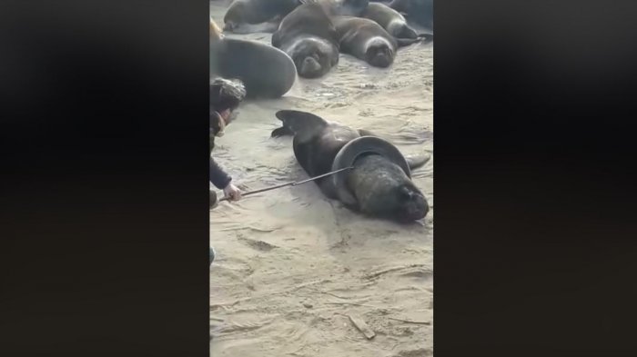 “Se desplaza libre y feliz”: Así lograron quitarle a lobo marino el neumático que tenía en su cuello