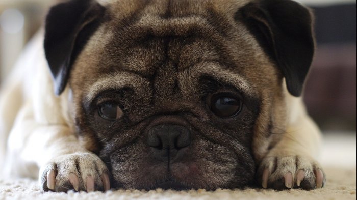 Pug fue obligado a beber alcohol y a respirar humo de marihuana: Ahora tiene rasgos de abstinencia