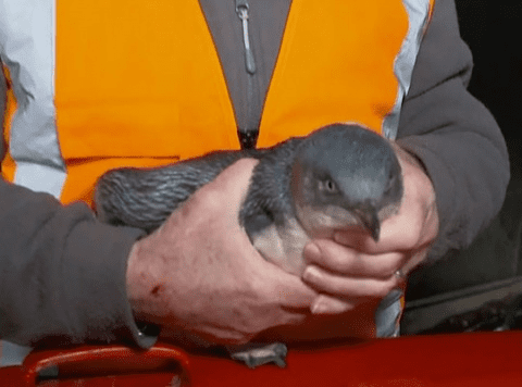 Dos traviesos pingüinos 