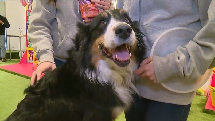 Conoce los 5 centros comerciales que permiten que ahora entres a vitrinear con tu perro