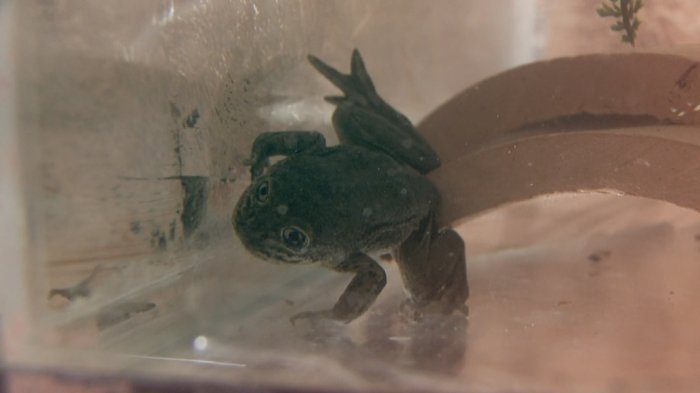 Rescatan 14 ranas del Loa en peligro de extinción: Estaban desnutridas y deshidratadas