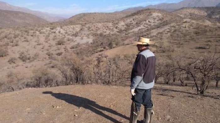 Casi 200 vacunos muertos: Pequeños ganaderos de Calle Larga claman por ayuda ante la extensa sequía