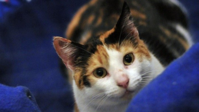 GatoFest 12: Todos los detalles de la fiesta de la adopción de felinos