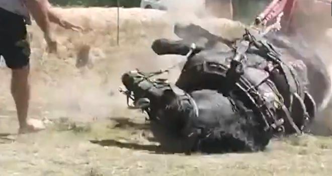 Graban a caballo desplomándose en plena prueba de tiro y arrastre