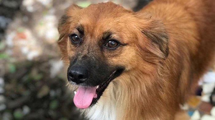 El primer cementerio metropolitano de mascotas se construirá en Maipú