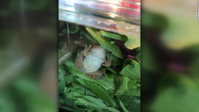 Una familia halló una rana viva dentro de una caja de ensaladas