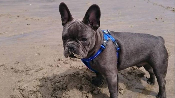 Perro murió 15 minutos después de que su dueño falleciera de cáncer