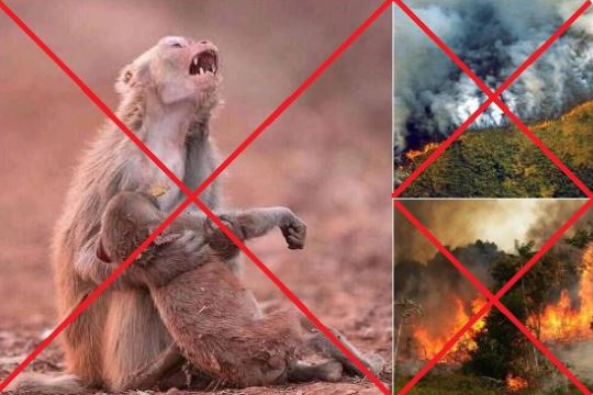 Cuidado al compartirlas: Estas son las fotos falsas que se han circulado de los incendios en la Amazonía