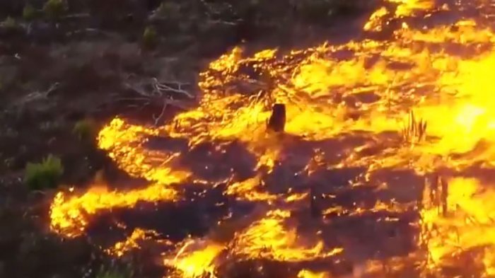 Arde a velocidad récord: Las 3 imágenes que muestran la magnitud de los incendios en la Amazonía