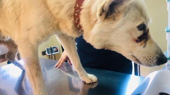 Denuncian cruel maltrato animal en Copiapó: Perro fue encontrado con horribles heridas en su cuerpo