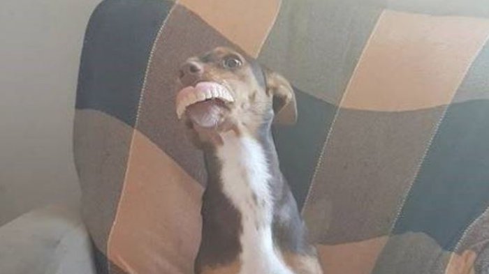 Las fotos de la perrita usando la dentadura postiza de una abuela que son sensación en redes sociales