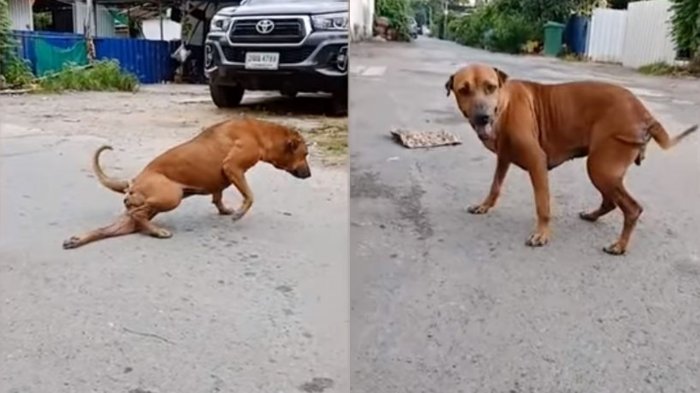 Perro finge tener problemas en una pierna para recibir cariño y alimento de la gente