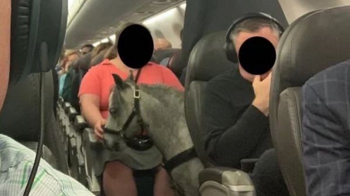 Con un caballo miniatura en el avión: Pasajeros comparten fotos de mujer que viajaba con el animal en su cabina