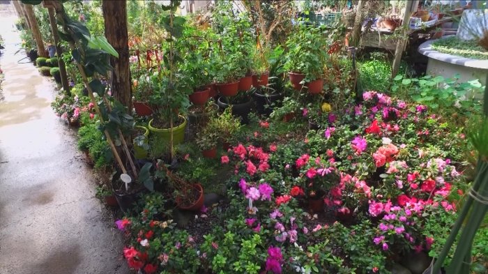 Podría ser el año más seco: Los pequeños cambios en el jardín que pueden ayudar a combatir la sequía