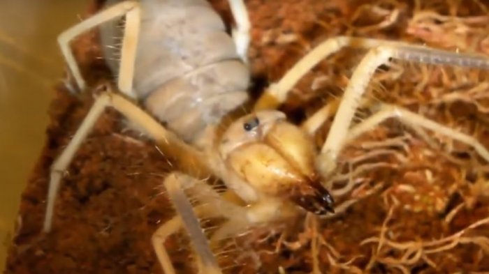 Tiene aspecto temible pero es inofensiva: Descubren nueva 