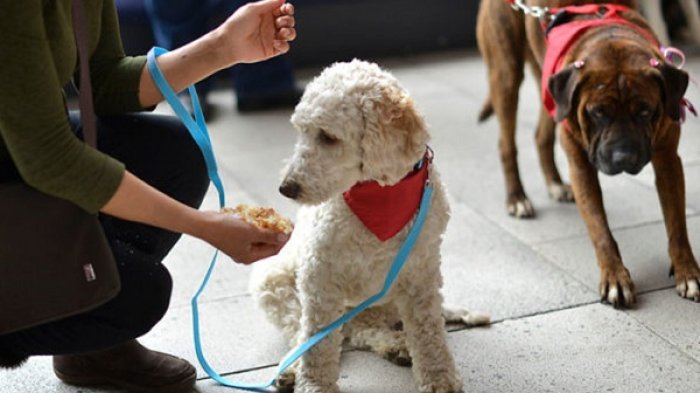 Perrut, la nueva plataforma que permite encontrar a los perros perdidos de forma rápida y sencilla