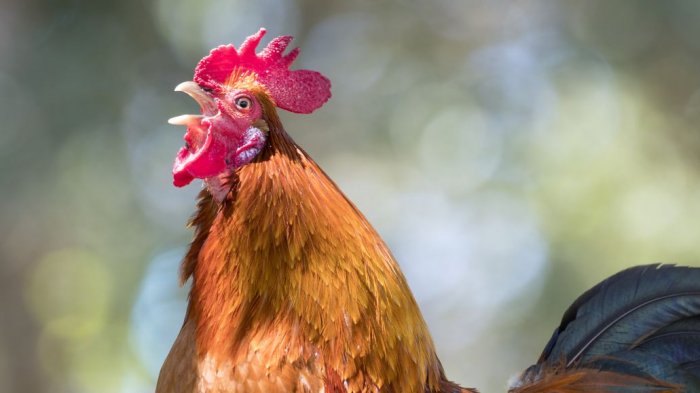 Vecinos llevaron a tribunales a gallo que los despertaba muy temprano: Justicia dijo que ave estaba en su derecho