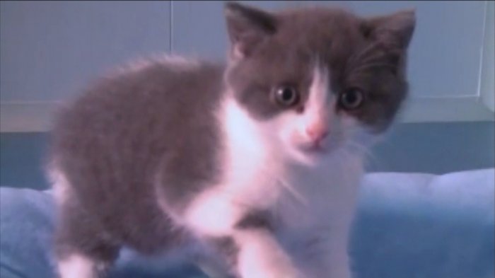 En China logran clonar un gatito, pero especialistas advierten que su personalidad no será la misma