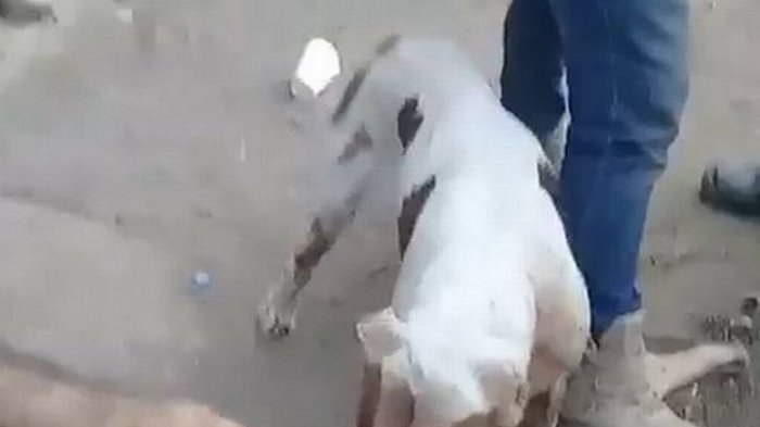 Narcos torturan a presunto violador dejando que un pitbull mutile sus genitales