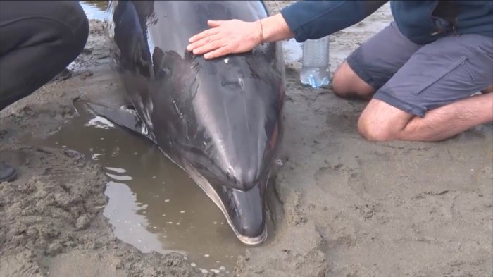 Delfines vararon en la playa con diferencia de horas: Niño fue el héroe que ayudó a rescatarlos