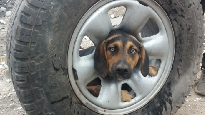 Antofagasta: Perrita salvaje quedó con su cabeza atrapada en rueda de auto