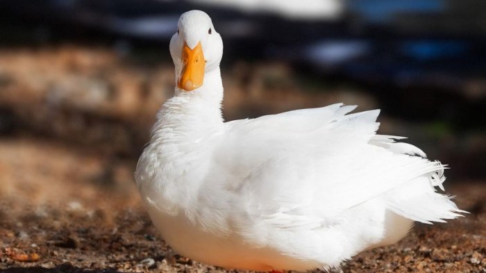 El video del pato que se ríe como una persona es simplemente lo más gracioso que verás hoy