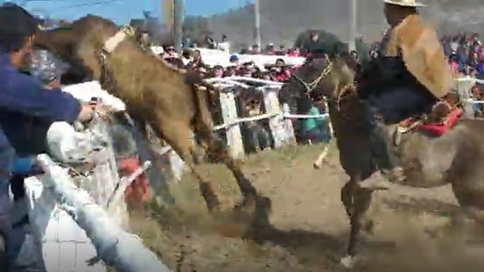 ¡Impactante! Toro escapa de medialuna y salta sobre los espectadores en Huasco