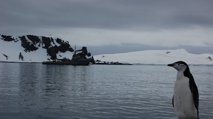 Postula acá: Buscan a 5 personas para expedición científica de un mes en la Antártida