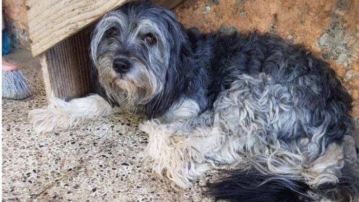 Tiene enfermedad degenerativa y se le perdió su amado perro: Sale todos los días a buscarlo en silla de ruedas