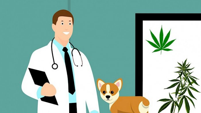 Fundación Daya promueve Jornada Veterinaria para el uso medicinal de la marihuana en perros y gatos
