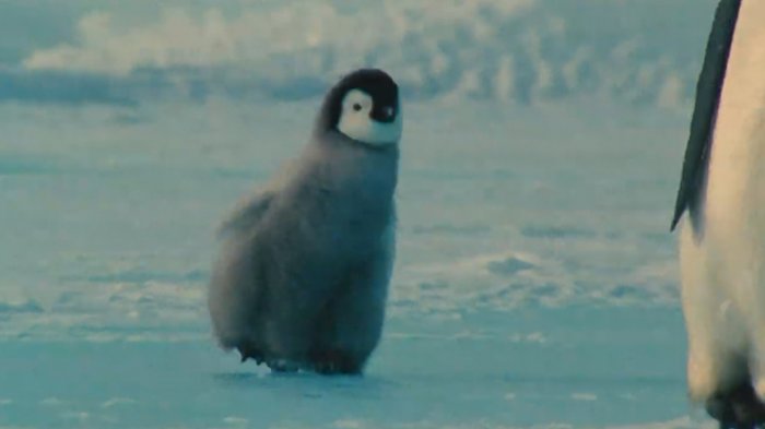 La mitad podría desaparecer durante este siglo: La amenaza de una Antártica sin pingüinos