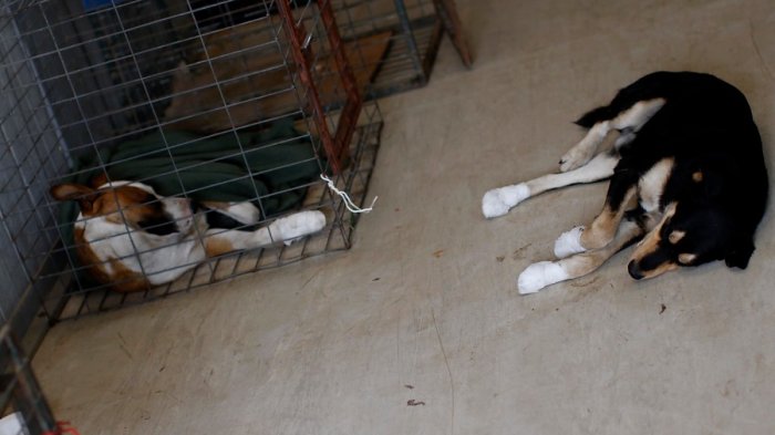 Investigan muerte de 11 perros rescatados: Habrían sido envenenados con potente pesticida