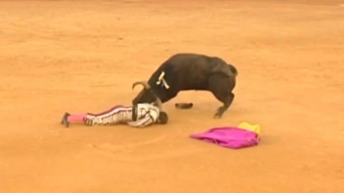 Torero es sometido a operación de 8 horas tras recibir cornadas en plena corrida