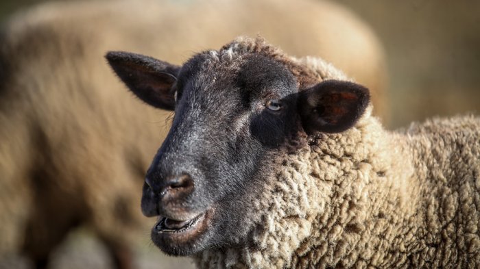 Crisis hídrica: 200 ovejas pastarán en corral del parque Padre Hurtado durante el verano