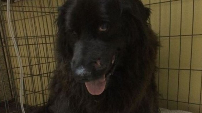 Patrulla de Carabineros atropella a Pablito, un querido perro callejero de Valparaíso