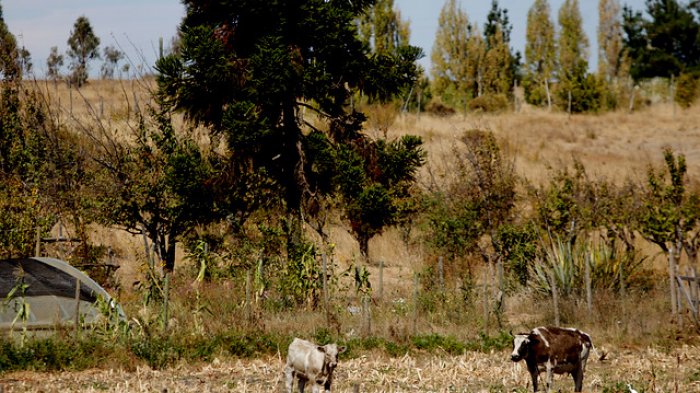 Cambio Climático: Magallanes se transforma en la capital medioambiental de Chile