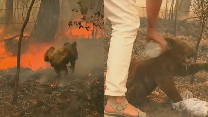 Koala intentó volver a su hogar que estaba siendo devastado por megaincendio en Australia
