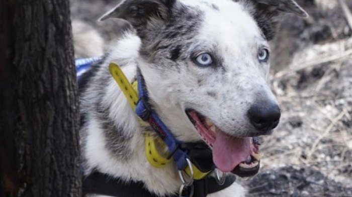 Bear, el perro que rescata koalas de los incendios forestales en Australia